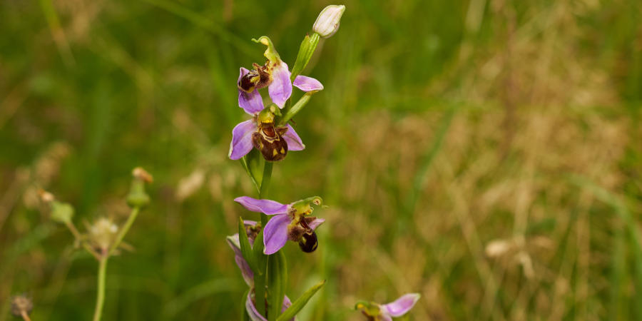 orchidée ayant développé une ressemblance avec une abeille locale