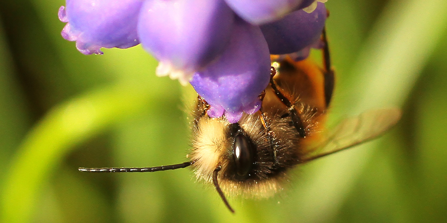 abeille maçonne qui butine une fleur locale pour la pollinisation