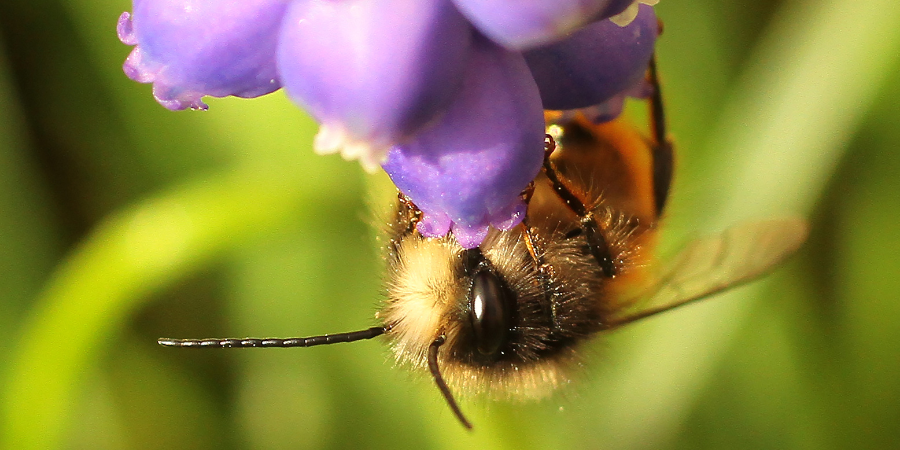 Pollen d'abeille ⋆ Mella Apiculture