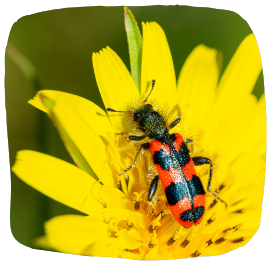 Clairon des abeilles