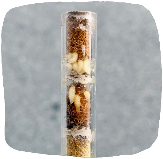 Parasites abeilles sauvages