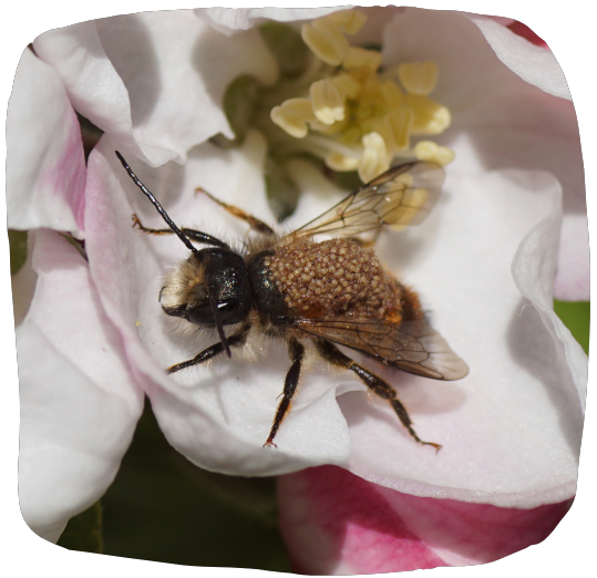L'acarien du pollen