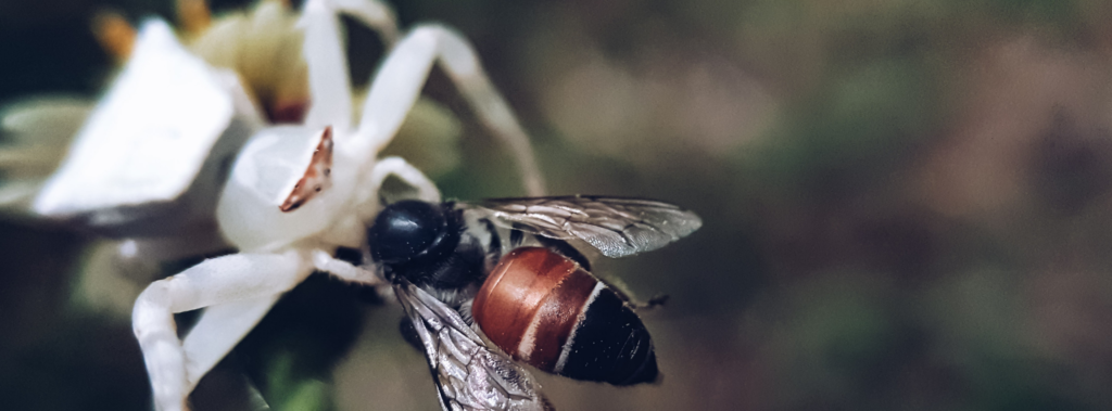 Qui sont les araignées tueuses d'abeilles ?