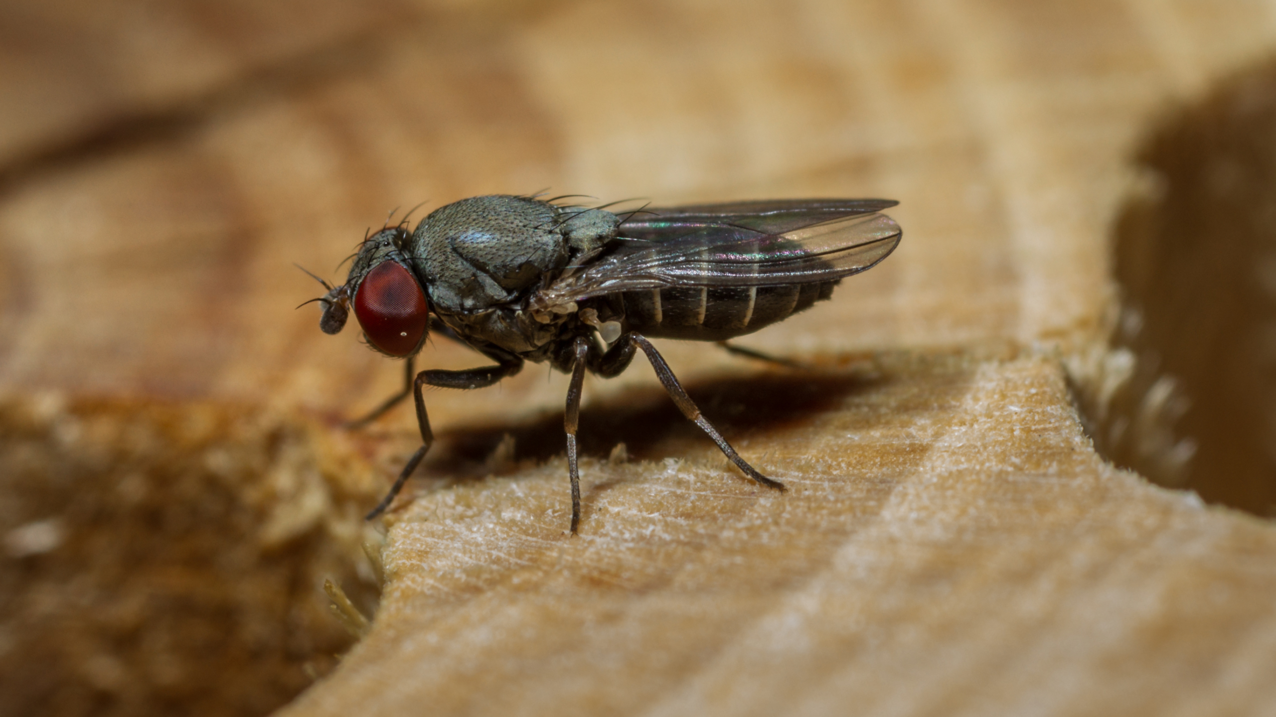 Quels sont les principaux parasites qui attaquent les nids d'abeilles sauvages ?
