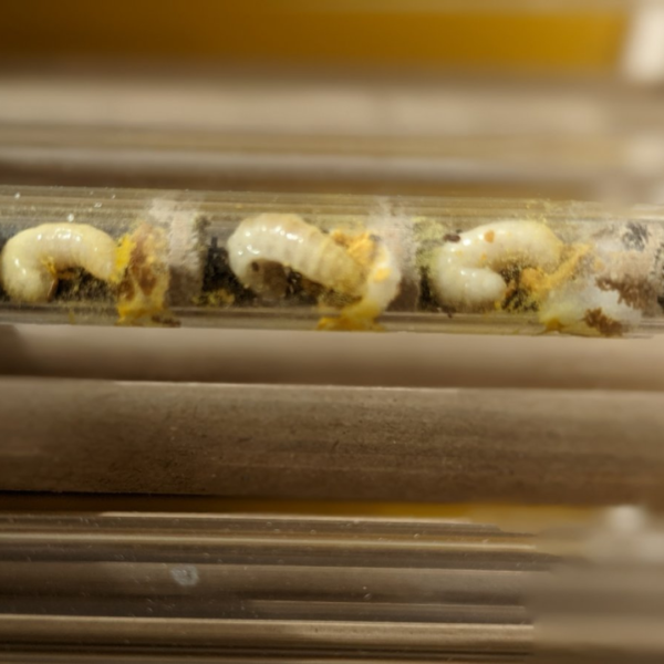 Pack Dorlotoir Chaumière + cocons d’abeilles + graines de fleurs - Image 4