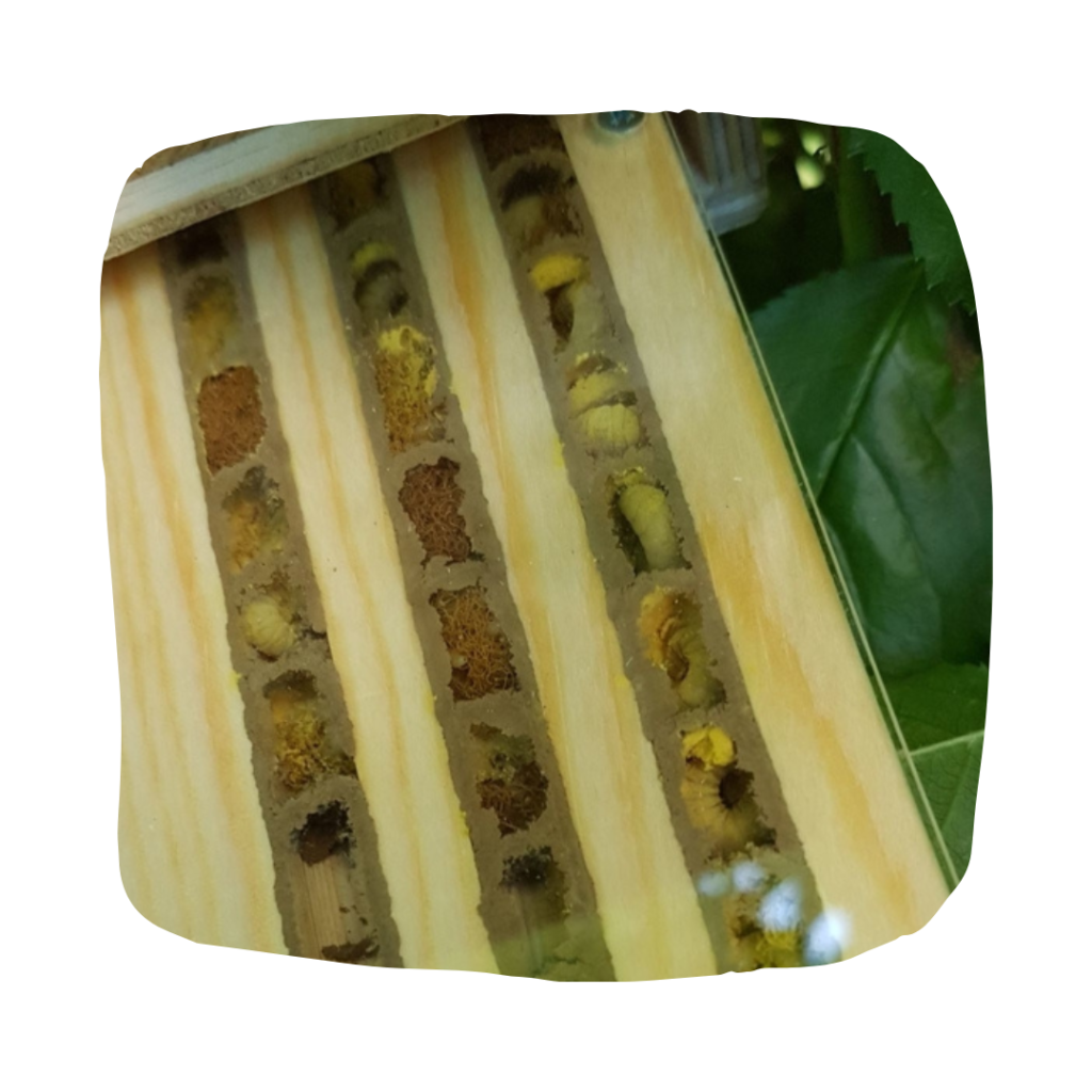Quels sont les principaux parasites qui attaquent les nids d'abeilles sauvages ?