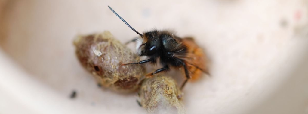 Préparer l'arrivée des abeilles sauvages : une osmie cornue vient d'éclore !