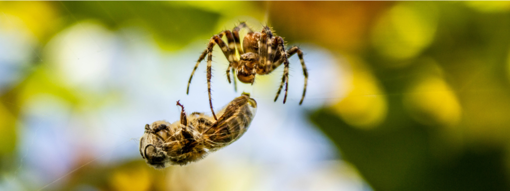 Qui sont les araignées tueuses d'abeilles ?