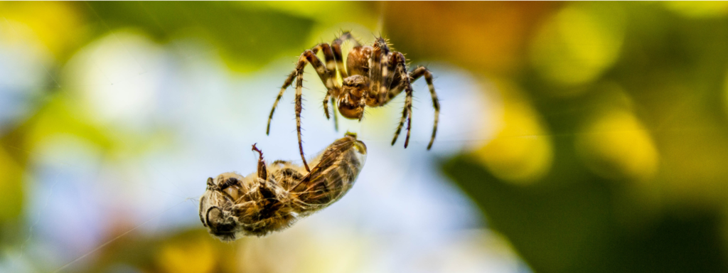 Une Araignée Est Attrapée Par Un Insecte