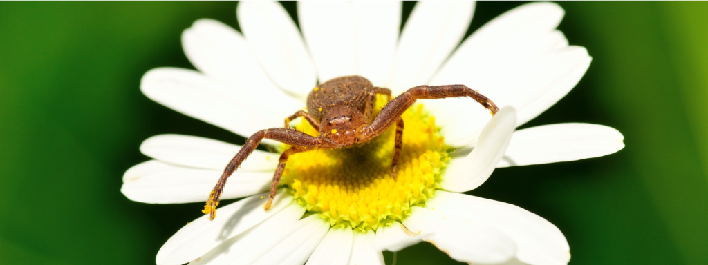 Qui sont les araignées tueuses d'abeilles ?