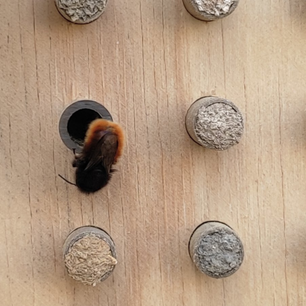 Pack Dorlotoir Royal + cocons d’abeilles + graines de fleurs - Image 4