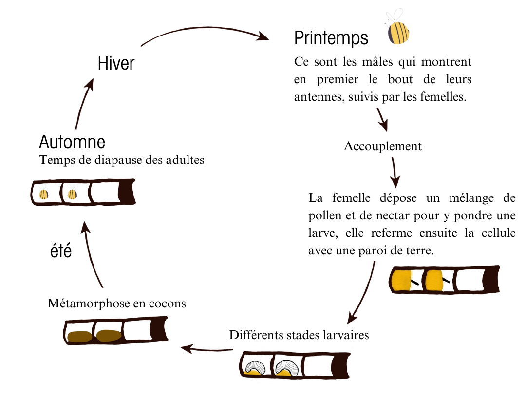 Schéma du cycle de vie des abeilles maçonnes