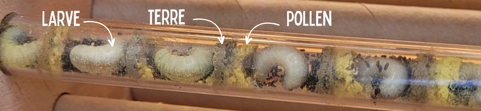 Cycle de vie des abeilles maçonnes : à l'intérieur des nids