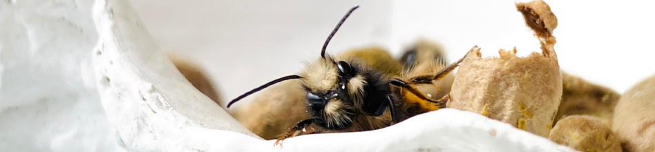 Le cycle de vie des abeilles sauvages.