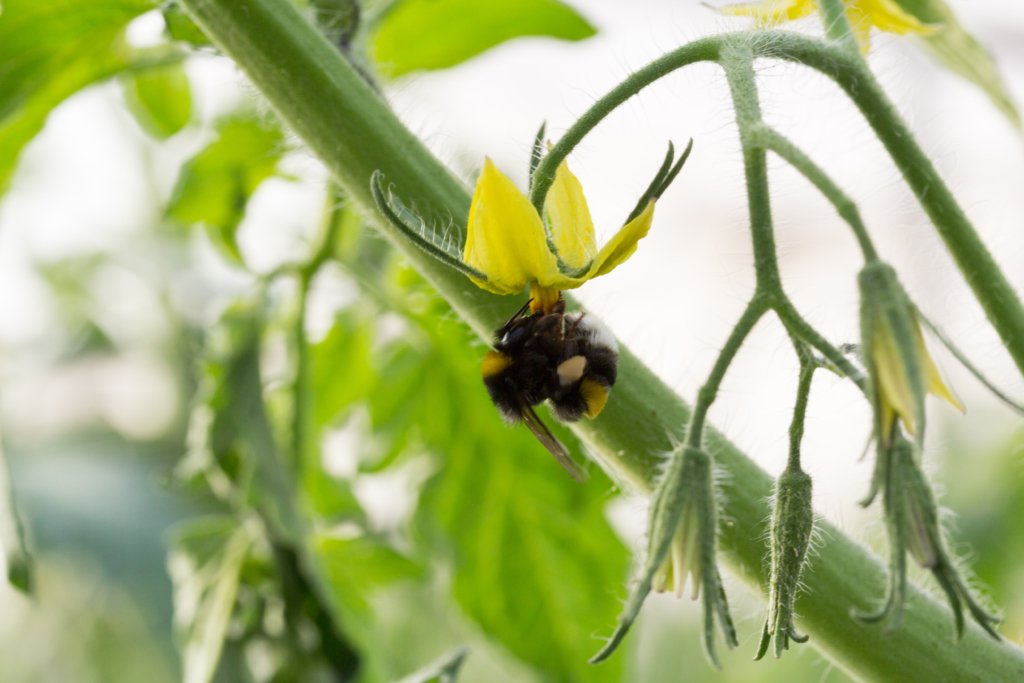 Découvrez 5 infos surprenantes sur les abeilles sauvages. 