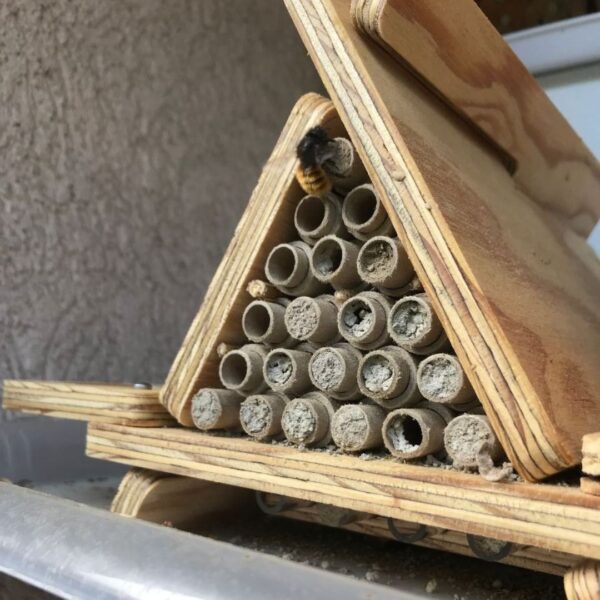 Dorlotoir Tipi Essentiel - Hôtel à abeilles solitaires avec zones d’observation transparentes - Image 7