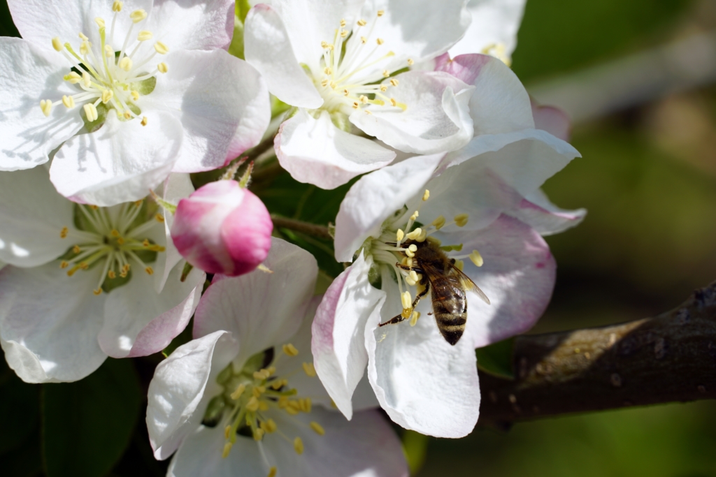 Un gros plan d'une abeille collectant le nectar d'une fleur de pomme par une journée ensoleillée