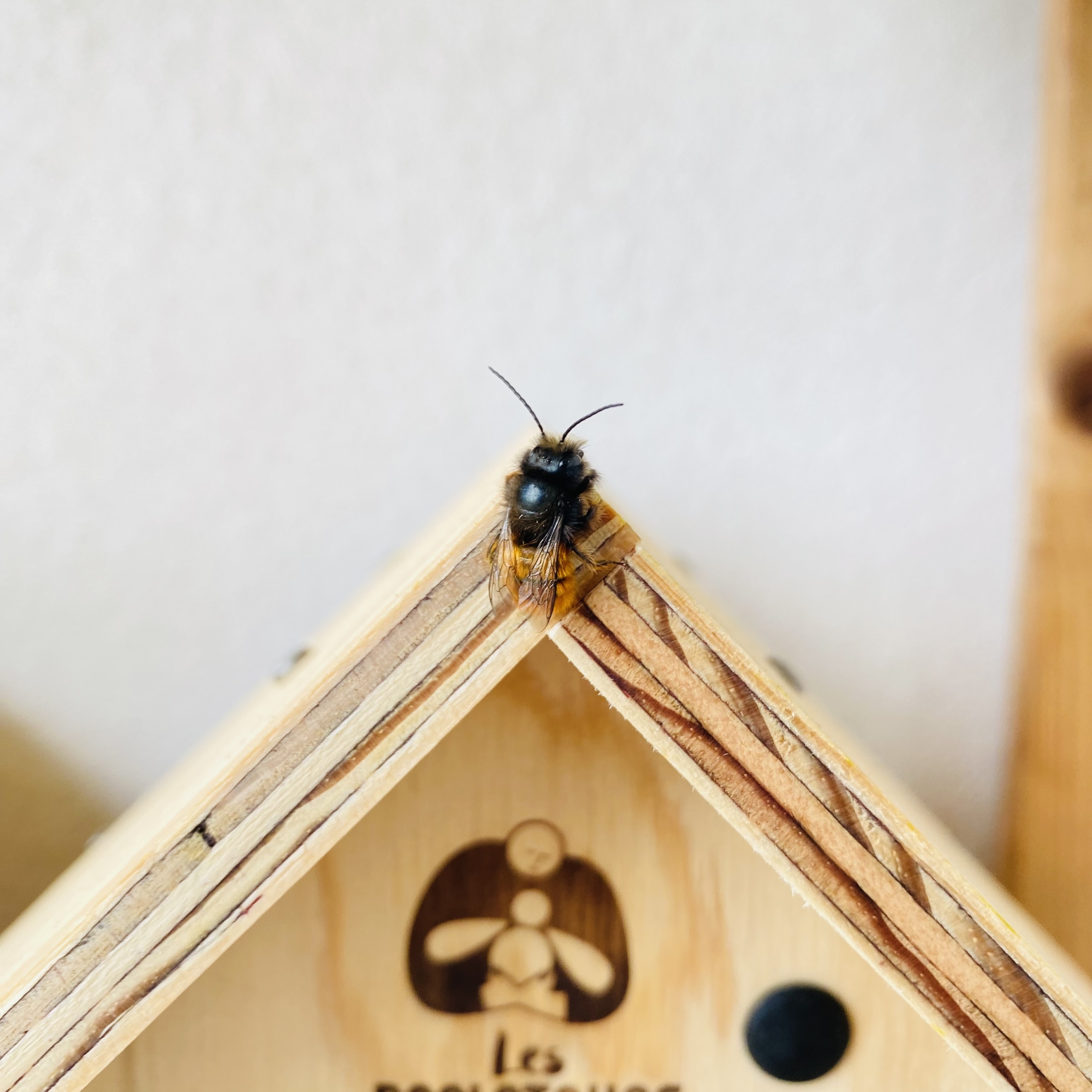 ABRI POUR NIDIFICATION. Le Muguet et les Abeilles : Une Alliance Vitale pour la Pollinisation