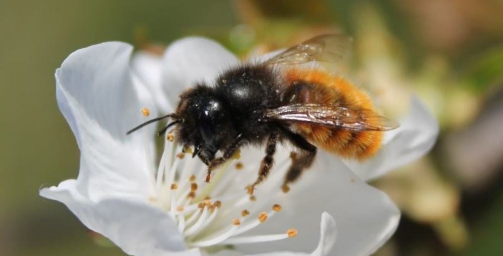 Journée Mondiale de l'Abeilles - Les Dorloteurs d'Abeilles