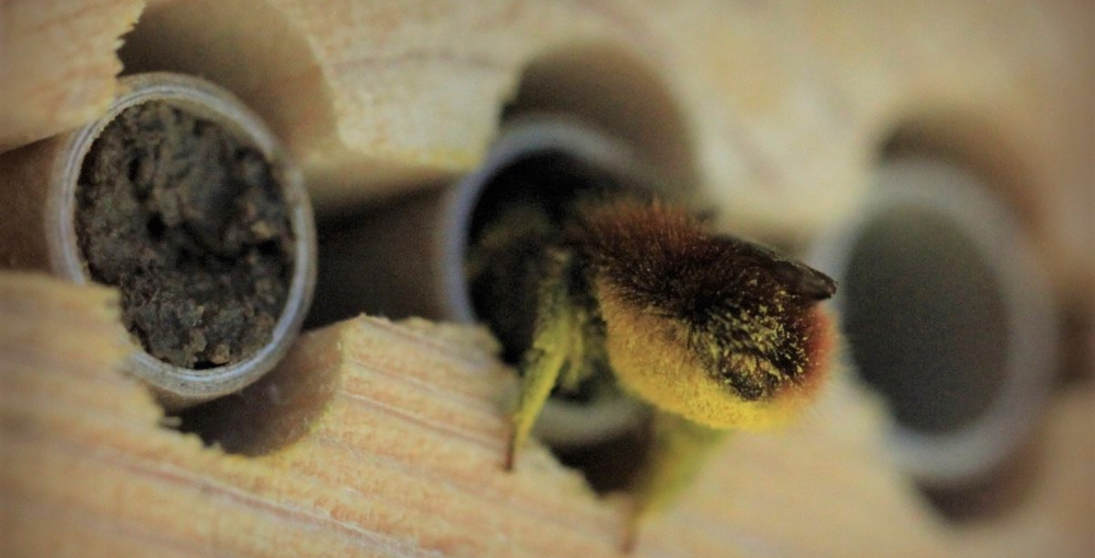 Journée Mondiale de l'Abeilles - Les Dorloteurs d'Abeilles