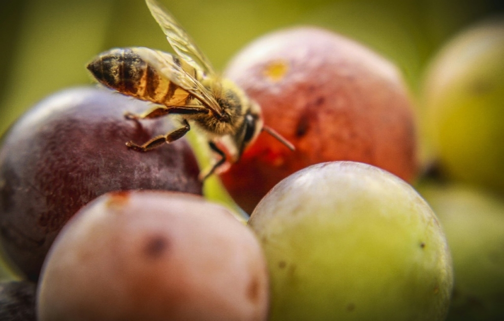 Journée Mondiale de l'Abeilles - Les Dorloteurs d'Abeilles