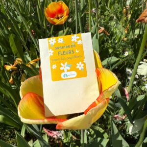graines fleurs papillons