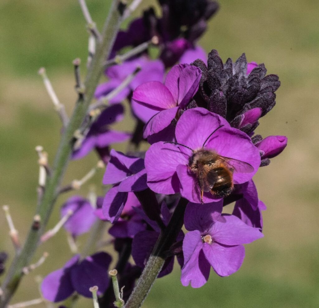 Idées cadeaux de Noël nature et jardin - fleurs pour les abeilles