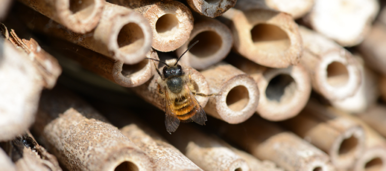 comment construire hotel insectes